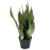 Moonshine Snake Plant Sansevieria - 4 inch Potted Houseplant - Easy Care