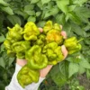 Mustard Moruga Brain Pepper Seeds - Superhot Variety - Garden Seeds