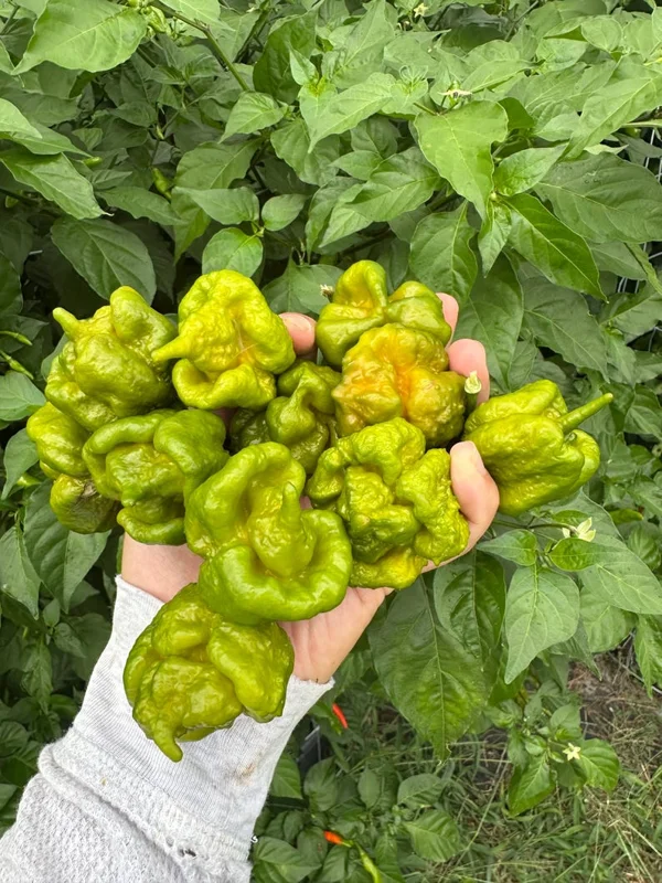 Mustard Moruga Brain Pepper Seeds - Superhot Variety - Garden Seeds