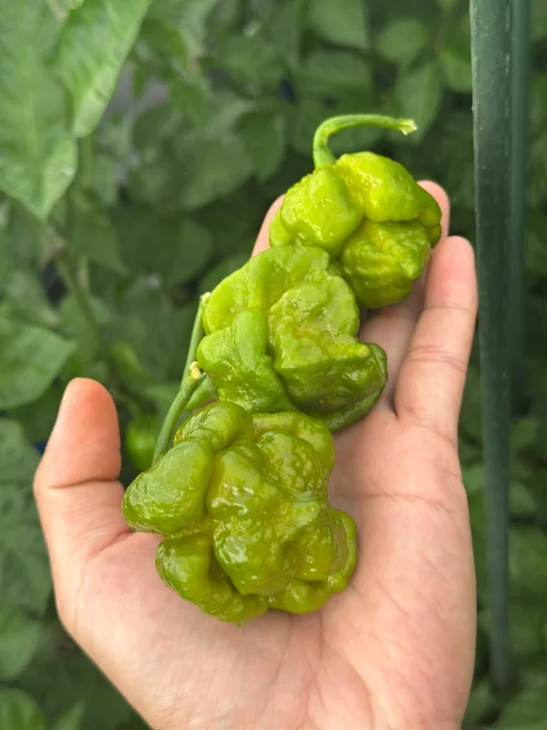 Mustard Moruga Brain Pepper Seeds - Superhot Variety - Garden Seeds