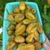 Mustard Naglah Pepper Seeds - Superhot Variety - 12+ Seeds Per Pack