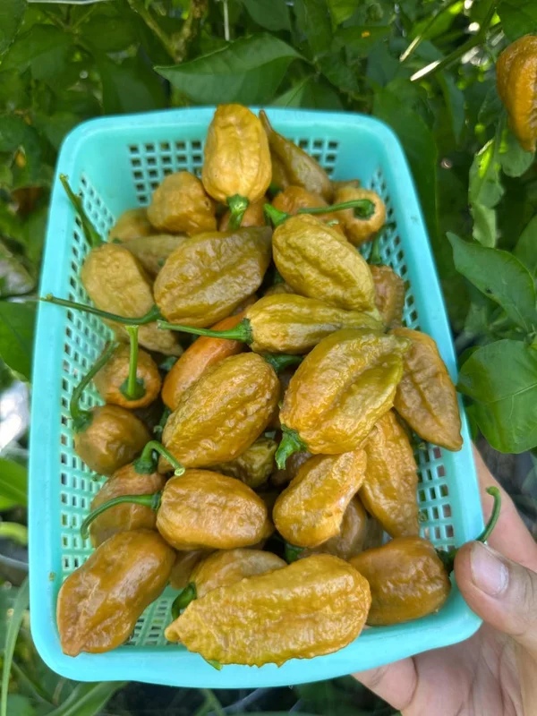 Mustard Naglah Pepper Seeds - Superhot Variety - 12+ Seeds Per Pack