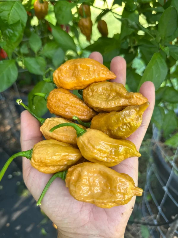 Mustard Naglah Pepper Seeds - Superhot Variety - 12+ Seeds Per Pack