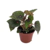 Mysterious Red Planet Begonia Plant - 2.5" Pot - Unique Houseplant