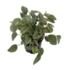 Napoli Nights Peperomia - 4 Inch Potted Houseplant - Decorative Foliage