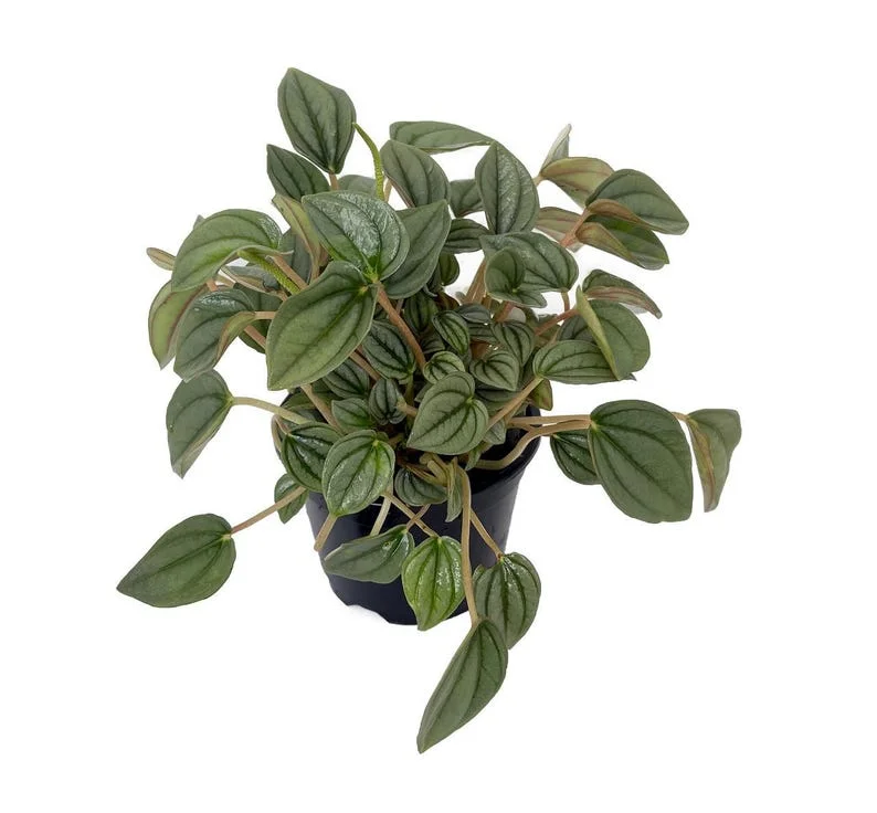 Napoli Nights Peperomia - 4 Inch Potted Houseplant - Decorative Foliage