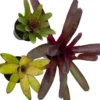 Neoregelia Vase Plant Collection Bromeliad 4" Pots - Set of 3 Colorful Indoor Plants