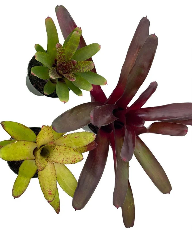 Neoregelia Vase Plant Collection Bromeliad 4" Pots - Set of 3 Colorful Indoor Plants