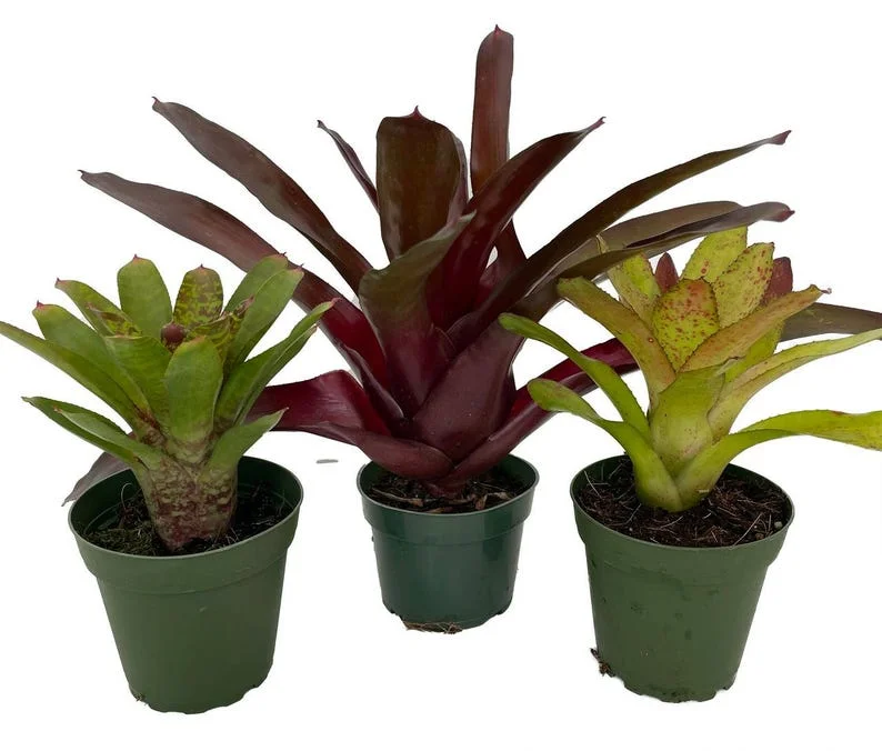 Neoregelia Vase Plant Collection Bromeliad 4" Pots - Set of 3 Colorful Indoor Plants