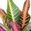 Nervia Croton House Plant - 3.5 Inch Pot - Vibrant Colors Indoor Foliage