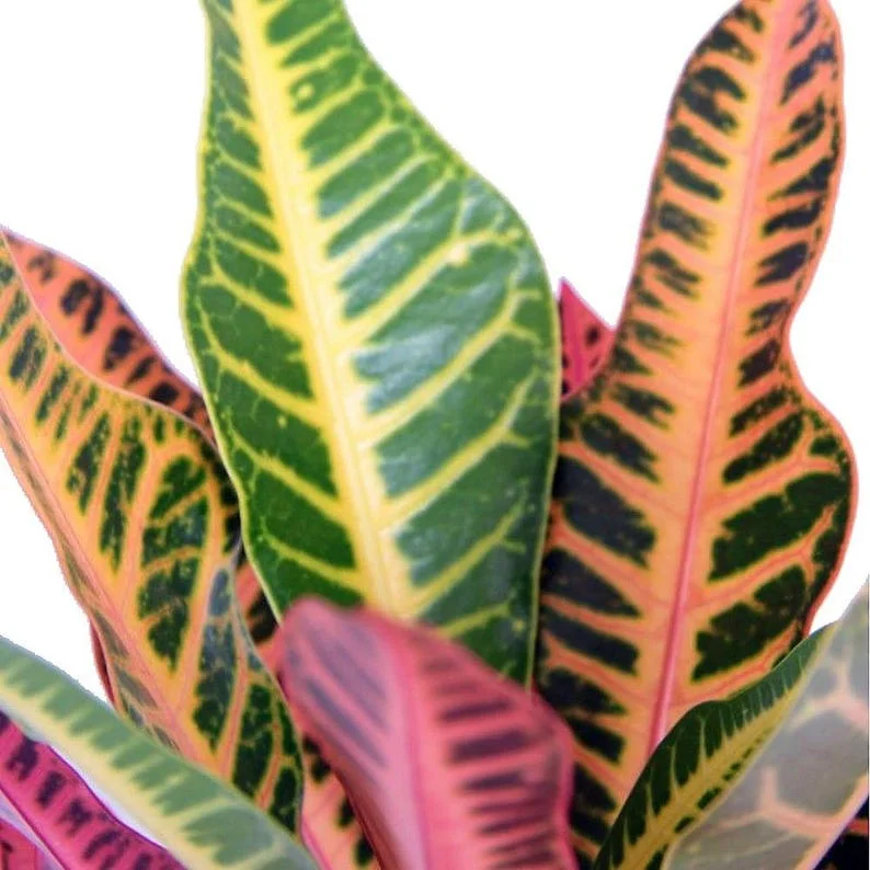 Nervia Croton House Plant - 3.5 Inch Pot - Vibrant Colors Indoor Foliage