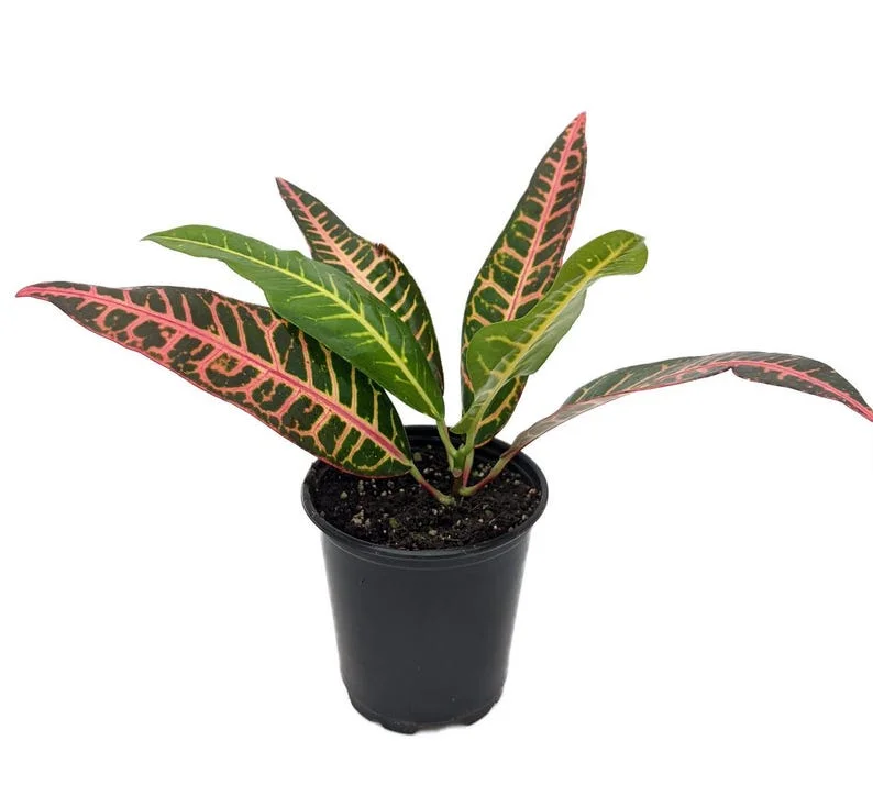 Nervia Croton House Plant - 3.5 Inch Pot - Vibrant Colors Indoor Foliage