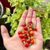 Ninfadora Pepper Seeds - Italian Heirloom Variety