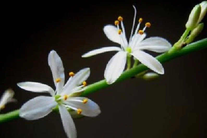 Ocean Spider Plant - Air Purifying Plant - 3.5 Inch Pot - New Arrival
