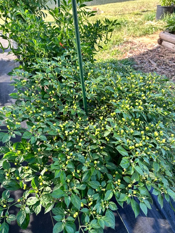 Olho De Peixe Pepper Seeds - Rare Chili Seeds for Home Garden