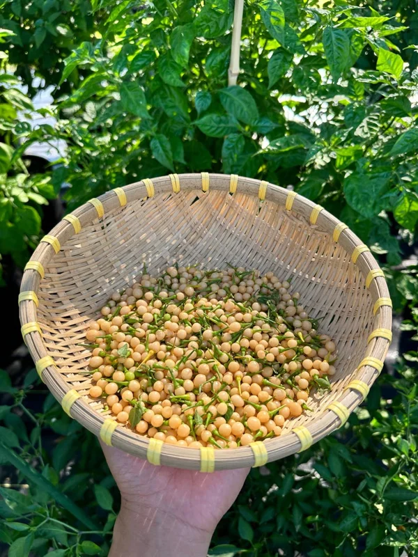 Olho De Peixe Pepper Seeds - Rare Chili Seeds for Home Garden