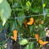Orange Bhutlah Pepper Seeds - Super Hot Variety - Garden Seeds