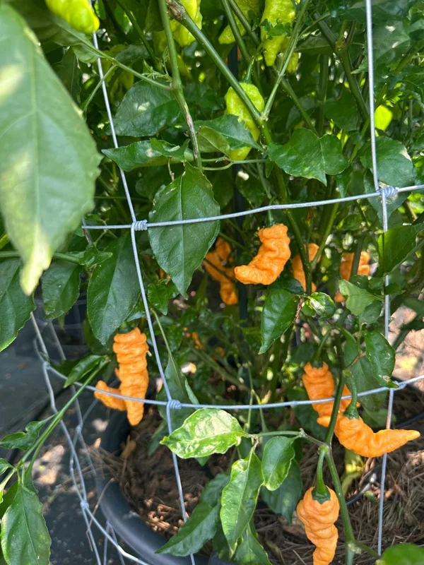 Orange Bhutlah Pepper Seeds - Super Hot Variety - Garden Seeds