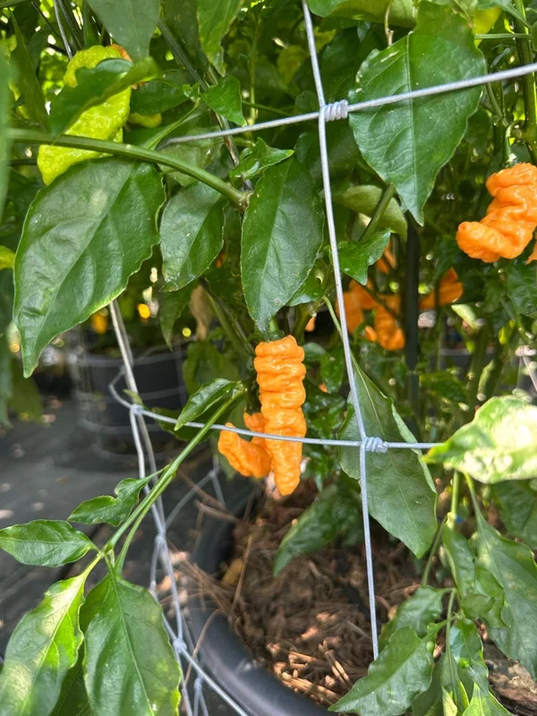 Orange Bhutlah Pepper Seeds - Super Hot Variety - Garden Seeds