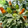 Orange Fish Pepper Seeds - Heirloom Chilli Variety for Your Garden