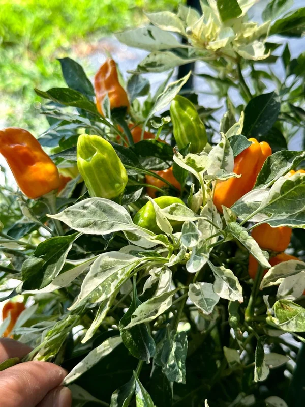 Orange Fish Pepper Seeds - Heirloom Chilli Variety for Your Garden