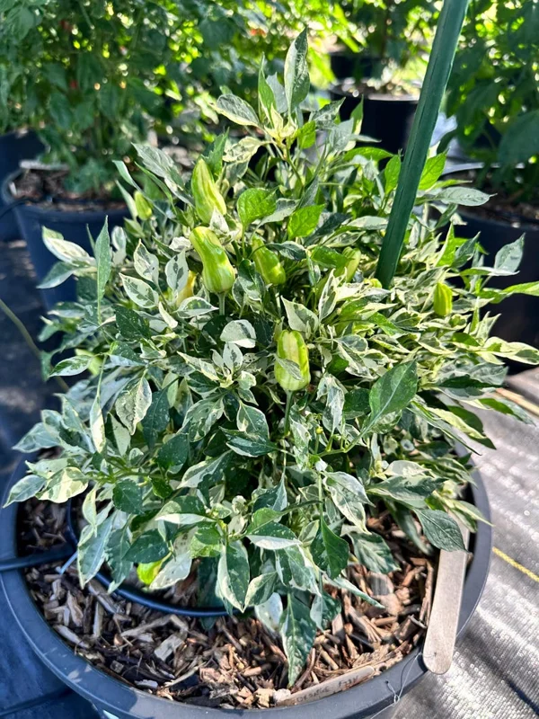 Orange Fish Pepper Seeds - Heirloom Chilli Variety for Your Garden