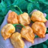 Orange Naglah Pepper Seeds - Super Hot Variety - Garden Seeds