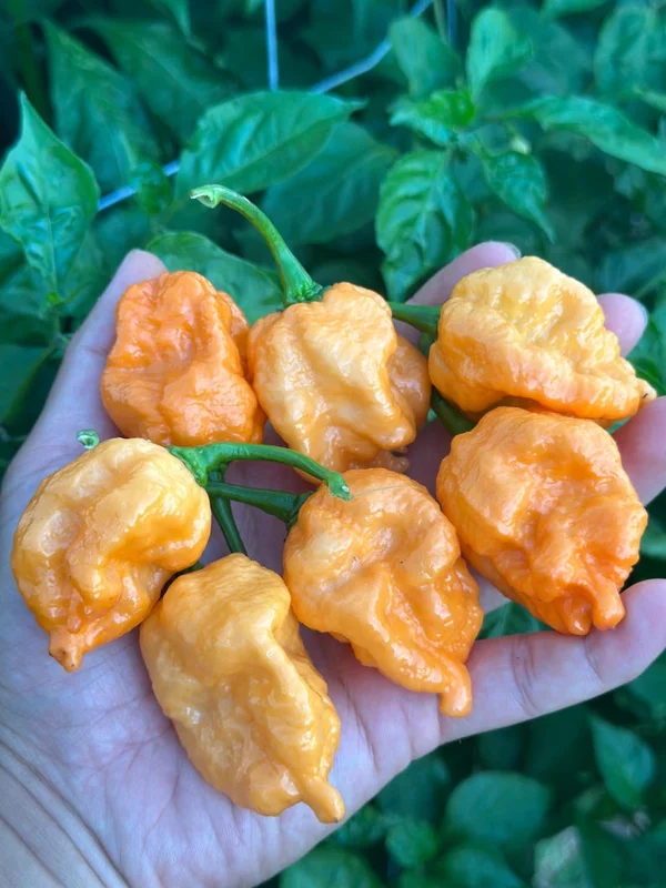 Orange Naglah Pepper Seeds - Super Hot Variety - Garden Seeds