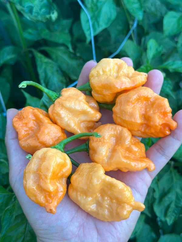 Orange Naglah Pepper Seeds - Super Hot Variety - Garden Seeds