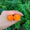 Orange Peter Pepper Seeds - Heirloom Vegetable Seeds - Grow Your Own!