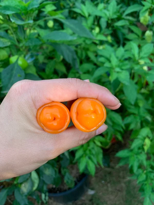 Orange Peter Pepper Seeds - Heirloom Vegetable Seeds - Grow Your Own!