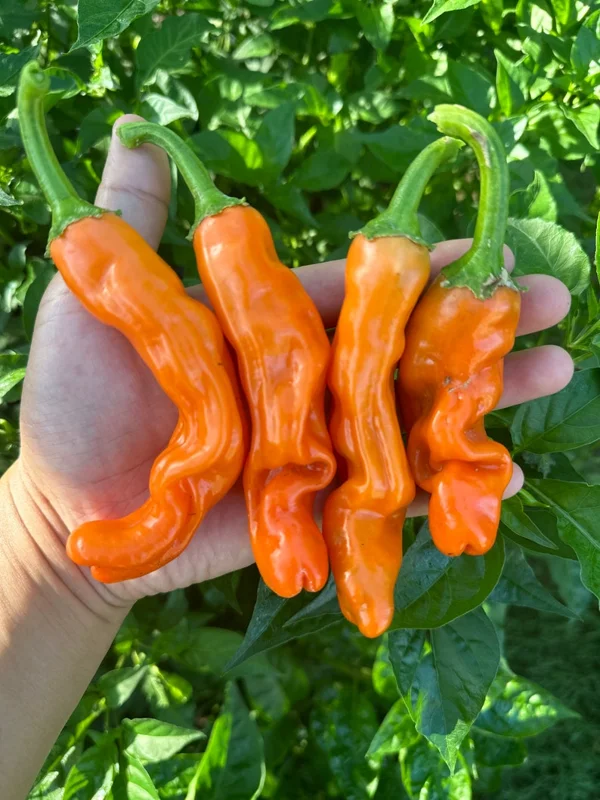 Orange Peter Pepper Seeds - Heirloom Vegetable Seeds - Grow Your Own!