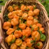 Orange Ripple Pepper Seeds - Heirloom Pepper Seeds