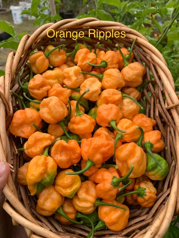 Orange Ripple Pepper Seeds - Heirloom Pepper Seeds