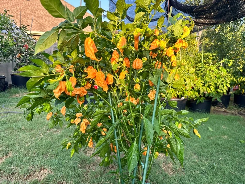 Orange Ripple Pepper Seeds - Heirloom Pepper Seeds