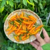 Orange Thai SSE Pepper Seeds - Heirloom Vegetable Seeds