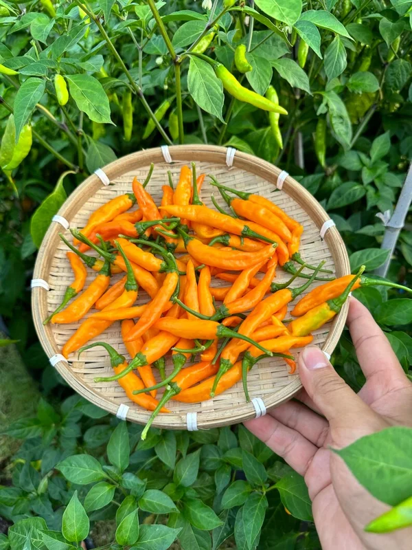 Orange Thai SSE Pepper Seeds - Heirloom Vegetable Seeds