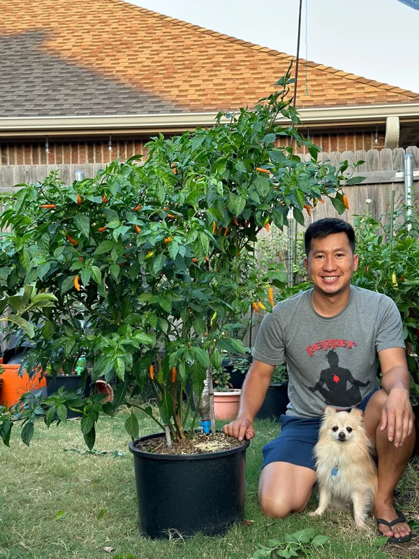 Orange Thai SSE Pepper Seeds - Heirloom Vegetable Seeds