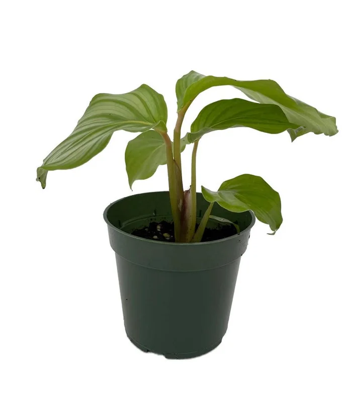 Orbit Peacock Plant - Calathea orbifolia - Easy House Plant - 4 Inch Pot