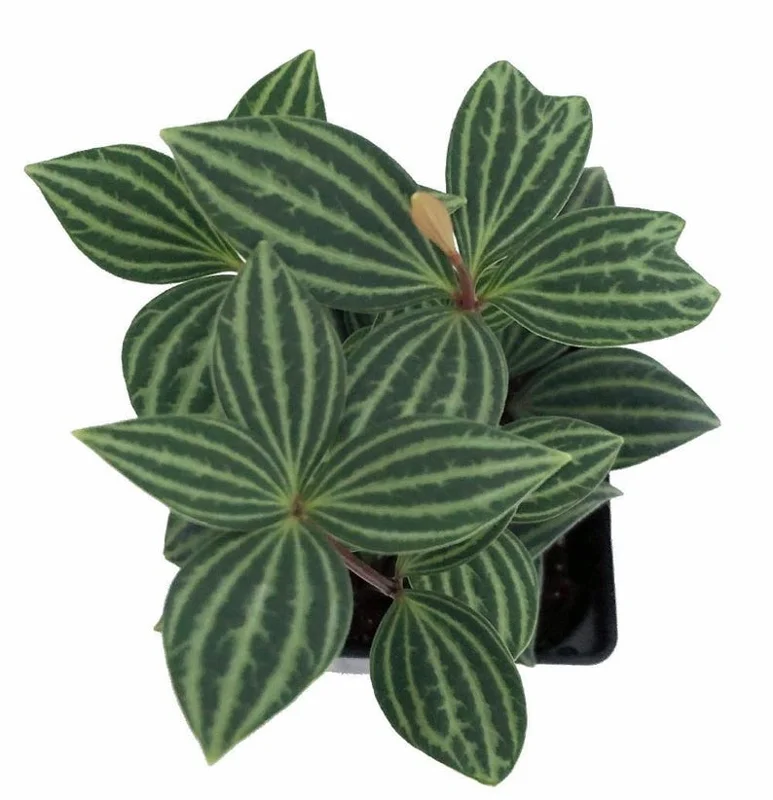 Parallel Peperomia puteolata 2.5" Pot - Unique Indoor Plant