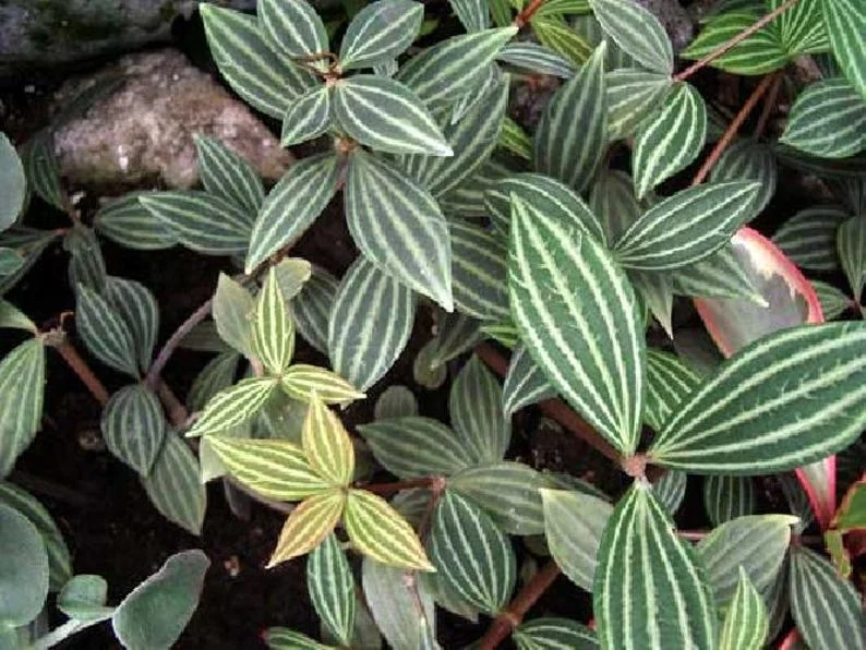 Parallel Peperomia puteolata 2.5" Pot - Unique Indoor Plant