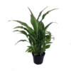Peace Lily Plant - Spathyphyllium - 4 inch Pot - Great House Plant
