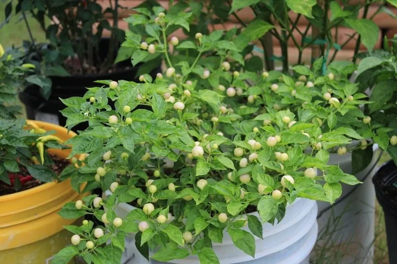 Peach Charapita Pepper Seeds - Heirloom Variety - Garden Seeds