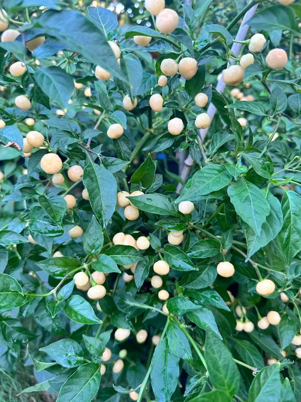 Peach Charapita Pepper Seeds - Heirloom Variety - Garden Seeds