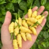 Peach Wasp Pepper Seeds - Fiery & Fruity - Garden Ready