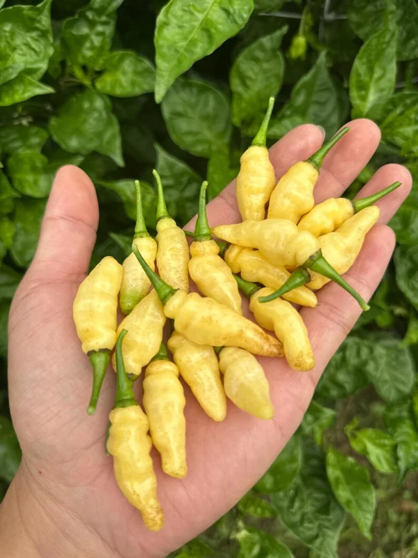 Peach Wasp Pepper Seeds - Fiery & Fruity - Garden Ready