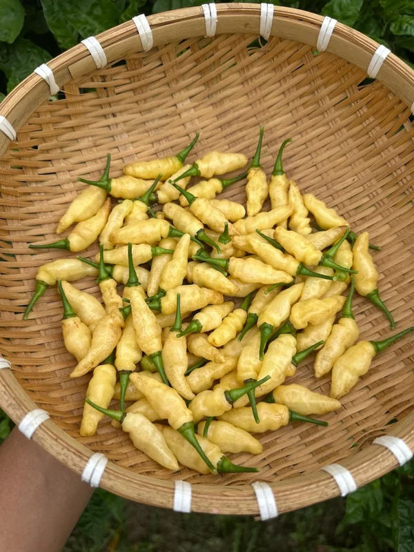 Peach Wasp Pepper Seeds - Fiery & Fruity - Garden Ready