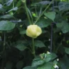 Peachadew Pepper Seeds - Heirloom Variety - Garden Seed Starting