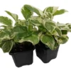 Pearls & Jade Pothos - 2 Plants 3" Pots - Low Light Houseplant