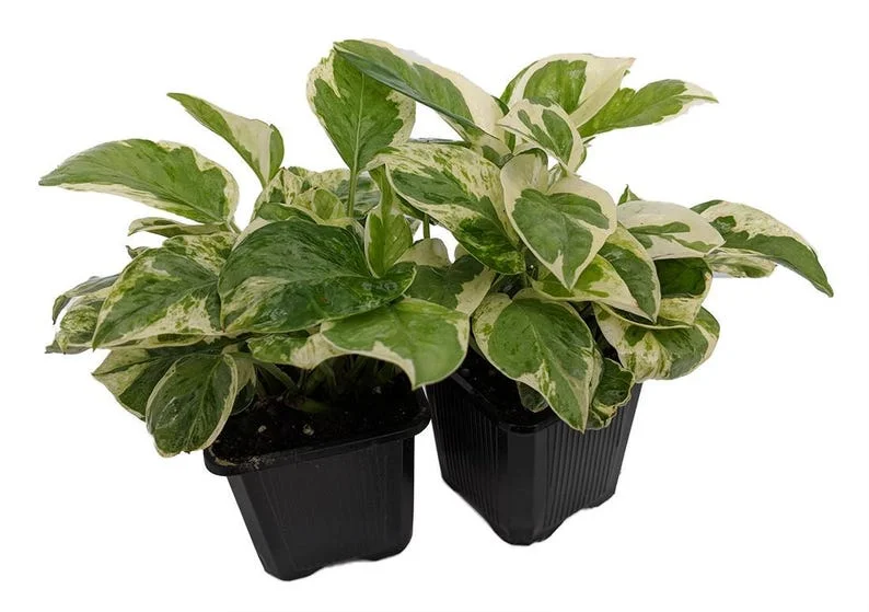 Pearls & Jade Pothos - 2 Plants 3" Pots - Low Light Houseplant